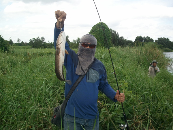 ช่อนวังกุ้งครับ