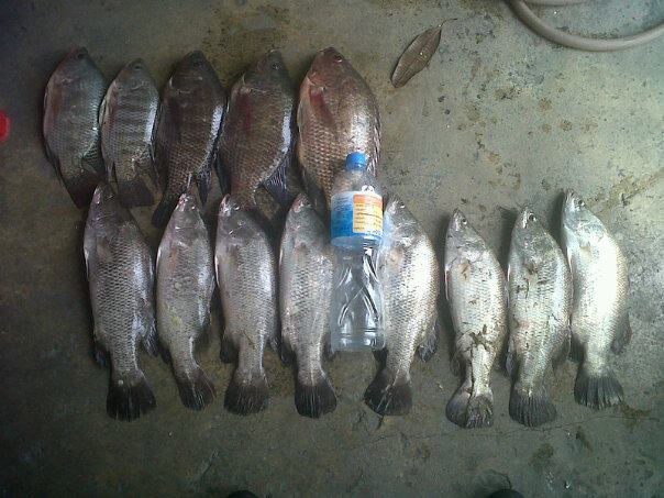 ขอลาไปด้วยภาพนี้ ผลงานที่เอากลับบ้าน ถ้าปลามันกินลึกพวกเราจะซื้อกลับบ้าน จรรยาบรรณของนักตกปลาที่ดี  