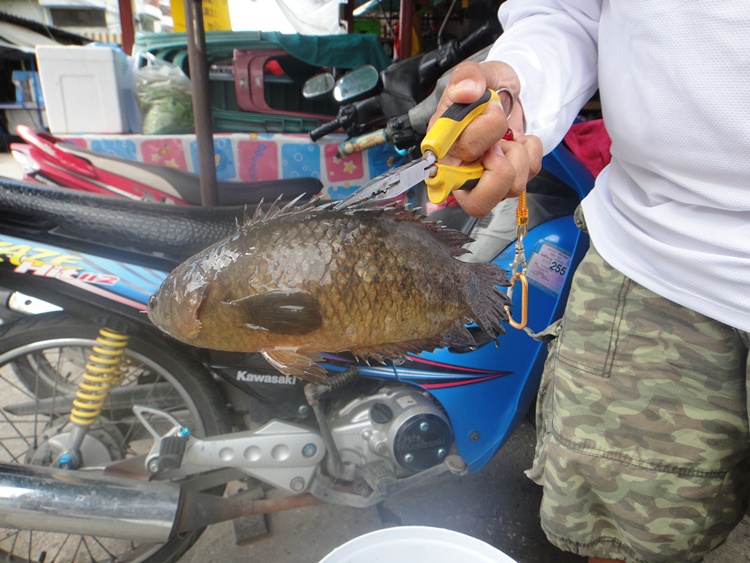 

           ตัวใหญ่น่าเอาไปปล่อยเนอะ.. :laughing: :laughing: :laughing: :laughing: :laughing: