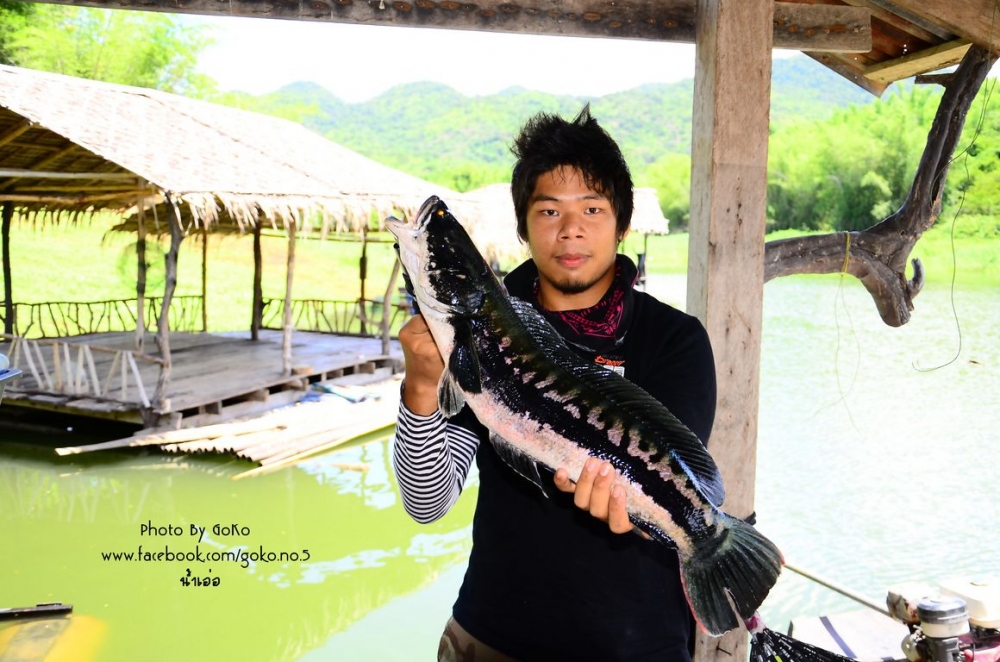  [b]มาถ่ายรูปก่อนจะแปรรูปเป็นอาหารกลางวันวันนี้ครับ[/b]