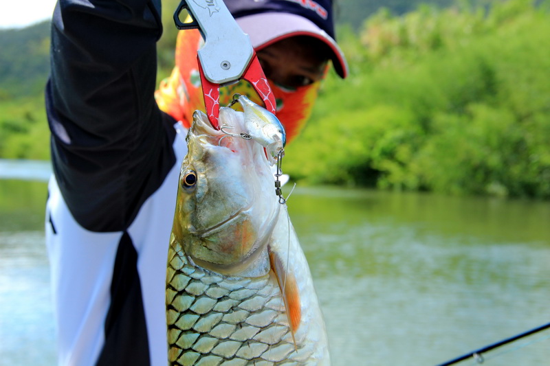  [b]ตัวนี้กัดเหยื่อ  Rapala SSR 07[/b]  :cheer: