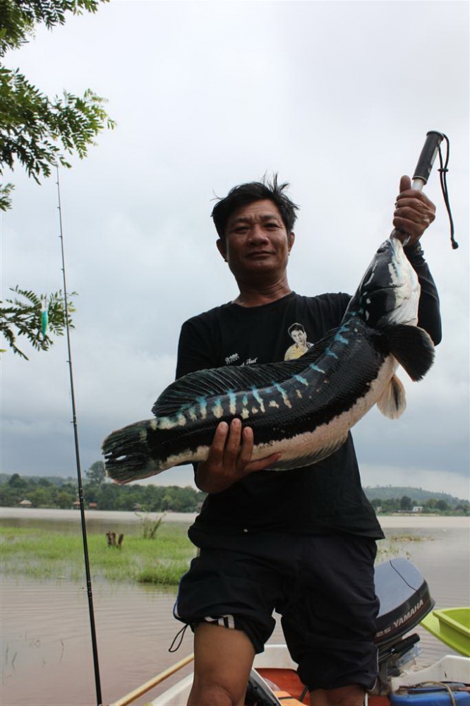 ****....รูปนี้เหมือนยืมปลาคนอื่นมาถ่ายเลยเนาะ.....ช่างกล้าจริงๆ....****

 :laughing: :laughing: :l