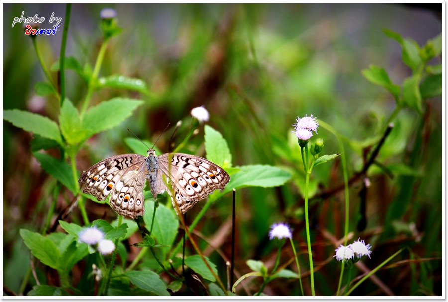 

[center][b] " ชีวิต-ข้างทางเมิน " [/b][/center]