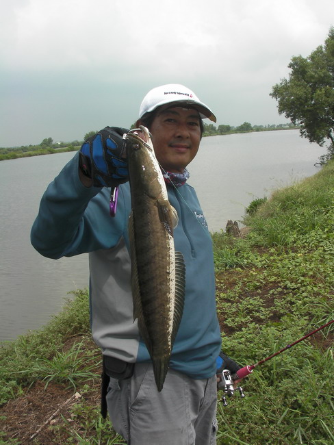 อิอิอิ.....................ตาไก่รู้จักปลาช่อนเปล่า...................อิอิอิ  :cheer: :cheer: :cheer: