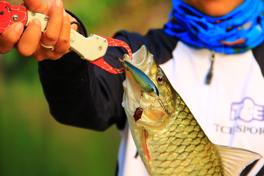 ผลงานของโปร มา ม่า จากเหยื่อ Rapala SSR08  :cheer: