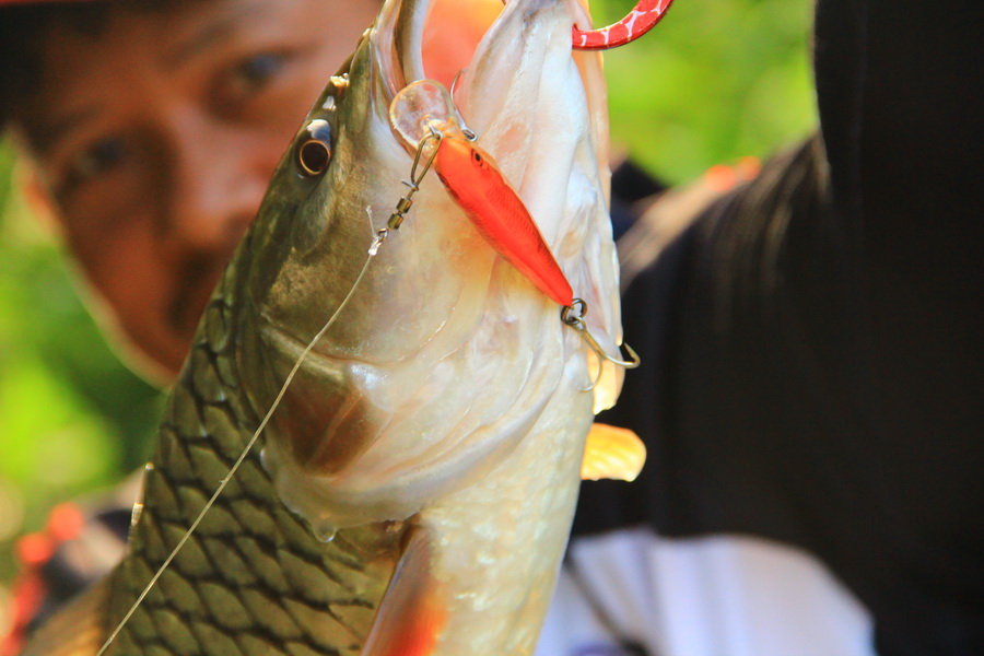 ผลงานของ Rapala SSR07  ปลาทอง  :love: