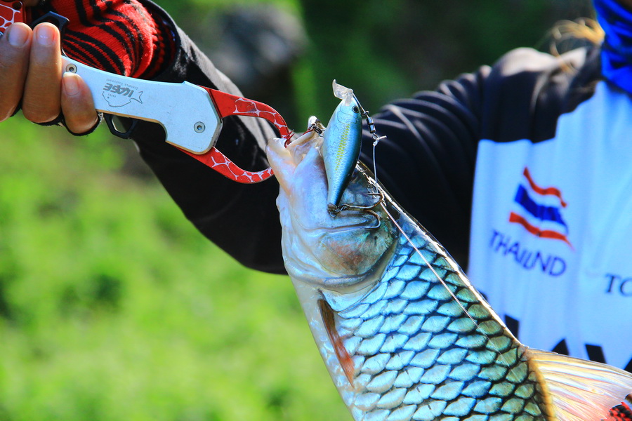 ตัวนี้กัดเหยื่อ Rapala  SSR07 ALB   :cheer:

ทริปนี้ผมเสียเหยื่อรุ่นนี้ไปสองตัวครับ  ตูดแตก ท้องแต