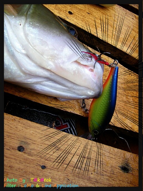  [b]Rapala X-Rap Shad Shallow XRSH-6 HS[/b]
 :dance: :dance: :dance: :dance:
