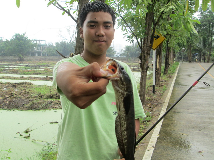 ปลากัดแล้วครับเอาอีกแล้ว.................   จรึงๆๆปลากัดเยอะมากเลยนะครับ กบ LUCKY FROG ของป้าหนึงก็ก