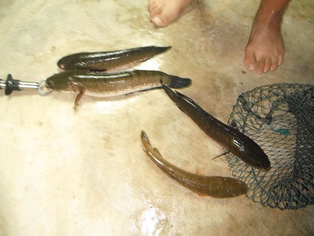 ปลากอง