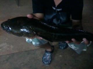 ปลาค่อใหญ่