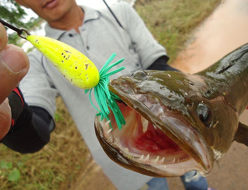 เข้าข้างปาก ครับผม !!!   :ohh: :ohh: :laughing: :laughing: :laughing: