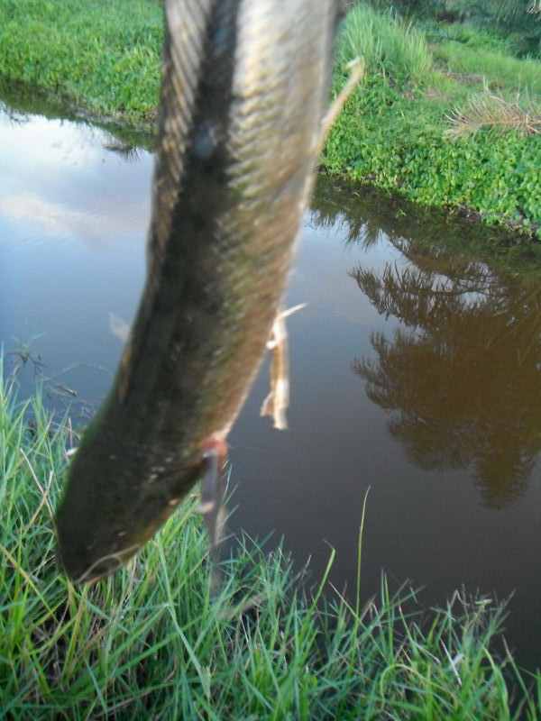                              ภาพนี้ ถ้าเดาไม่ผิด แกคิดจะปล่อยปลาใช่ป่าวหว่า อีตาสาม... :think: :thin