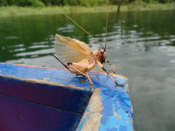 แล้วอยู่ ไอตัวนี่มาเกาะข้างเรือ ตัวไรวะเนี้ยยย ออกดีกว่า :grin: :grin: