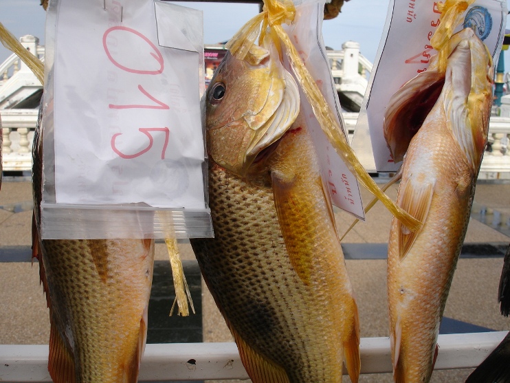 ปลาหัวโปร่งหรือข้างปานใหญ่