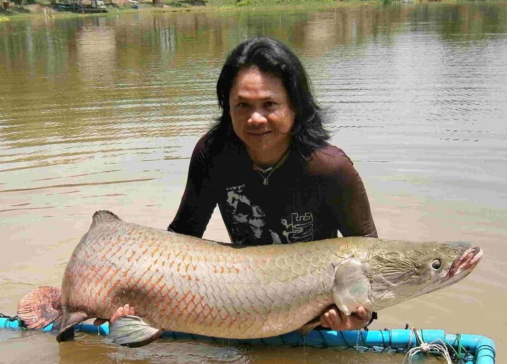 ตัวนี้ใหญ่สุดในทิปนี้ แล้วก็ได้ arapaima อีก 2ตัวเล็กครับน้า มีใหญ่ เป็น 150 k.g ขึ้นตั้งหลายตัว ไม่