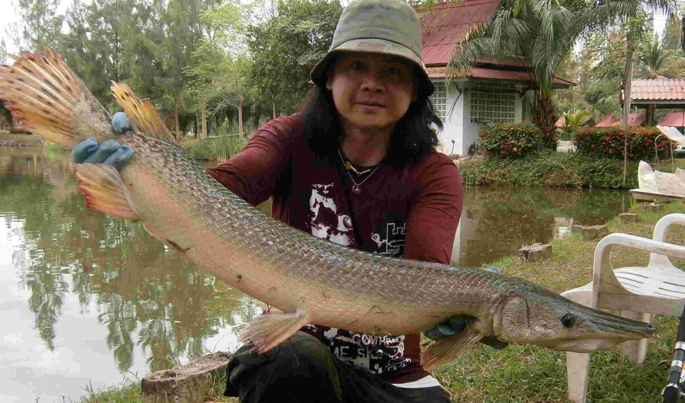 Alligator gar มาที่เป็นฝูง เลยครับน้า ตัวขนาดนี้ทังนั้น เลยครับน้า :umh: :umh: :umh: :umh: