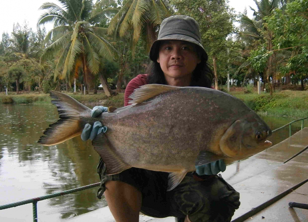  สําหรับบ่อนี้ arapaima 6 ตัว ใหญ่ 2  ครับ ต่อไป บ่อที่ 3 Huahin fishing park ครับ :grin: :grin: :gr