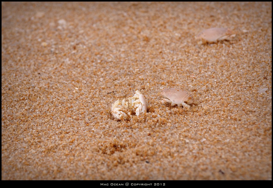 จั๊กจั่นทะเล

ที่หาดไม้ขาวยังมีจั๊กจั่นทะเลขึ้นมาตามชายหาดมากมาย นั่นเป็นเพราะ เม็ดทรายบริเวณหาดไม