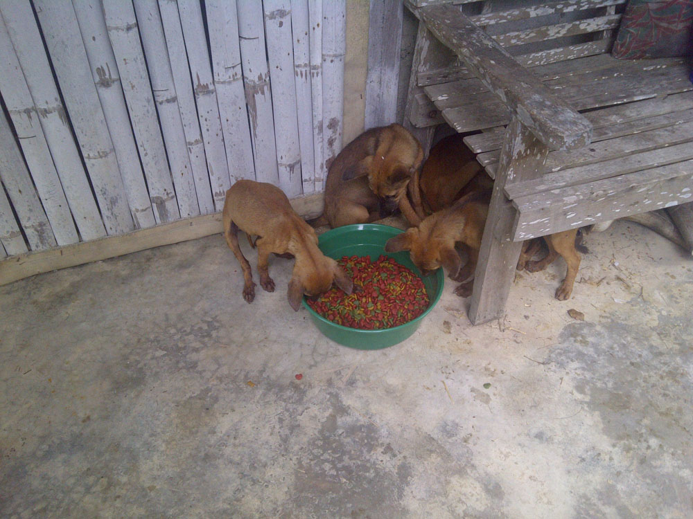 หม่ำๆกันใหญ่เลย....ขนมอร่อยละสิ :tongue: :tongue: :tongue: :tongue: