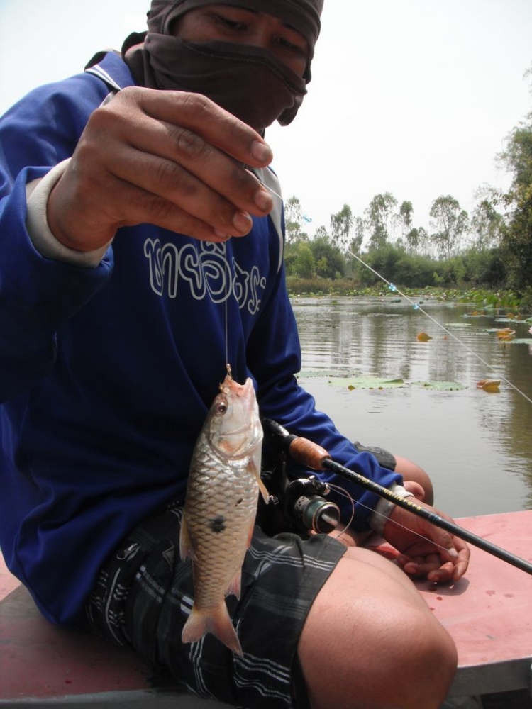  ตัวนี้บ่แม่นชะโดเดอ หุหุ


jakka 
ปาการังเทียม 
ขอบคุณที่เข้าชมครับ