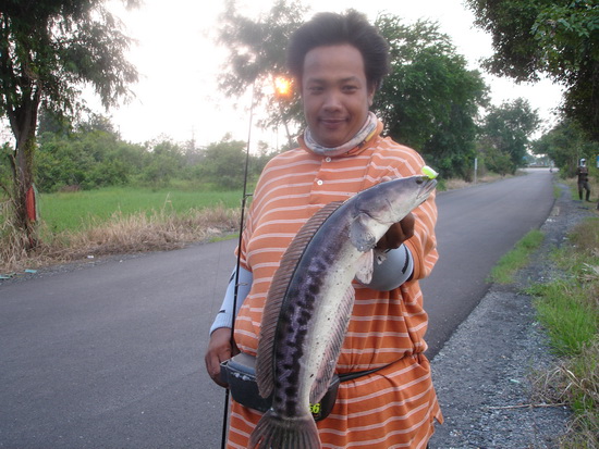 เฟี้ยวเงาะ   :grin: :laughing: