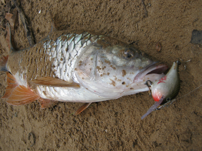 ปลาใครละเนี่ย