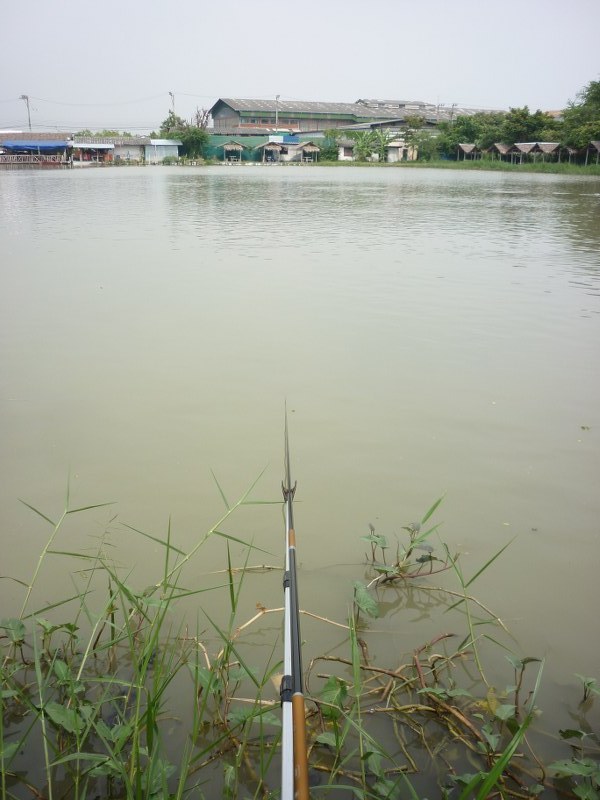                                                 เห็นปลาเกล็ดมันมาขึ้นกันตรงท้ายบ่อนี้เลยพากันย้ายมาค