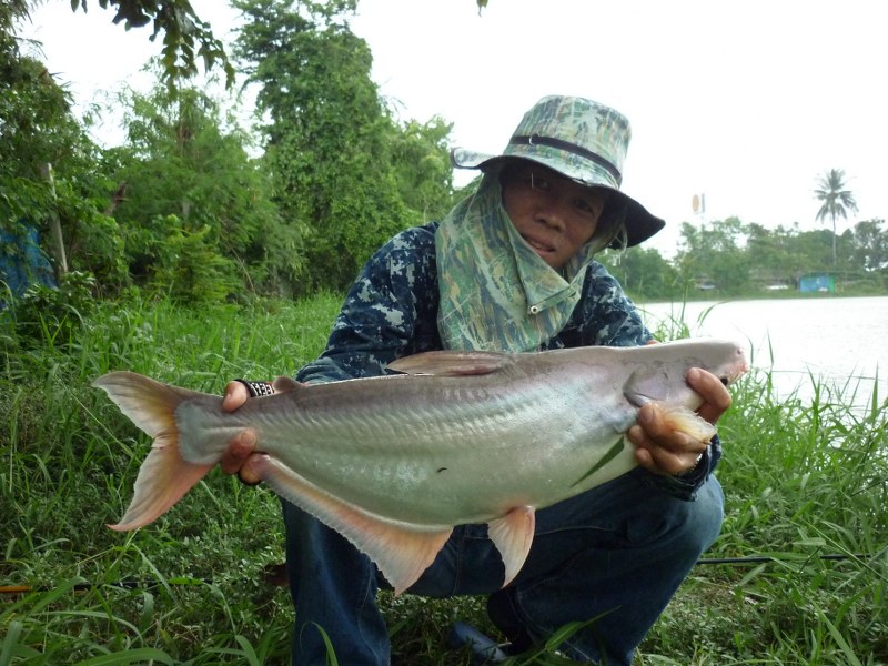                                                            ตัวนี้ได้หนาๆครับ  :smile: