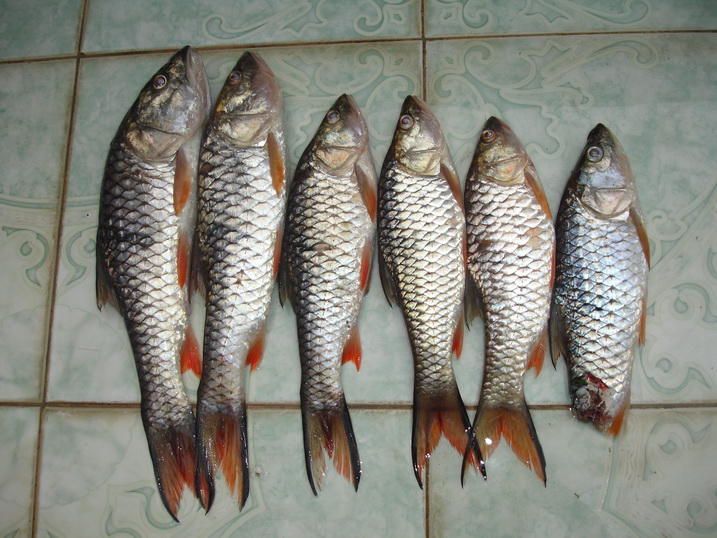 ป.ปลานั้นหายาก ต้องลำบากออกเรือไป
ขนส่งจากแดนไกล ใช้น้ำแข็งเปลืองน้ำมัน
แช่เย็นก็เสียไฟ หุงต้มไซร้