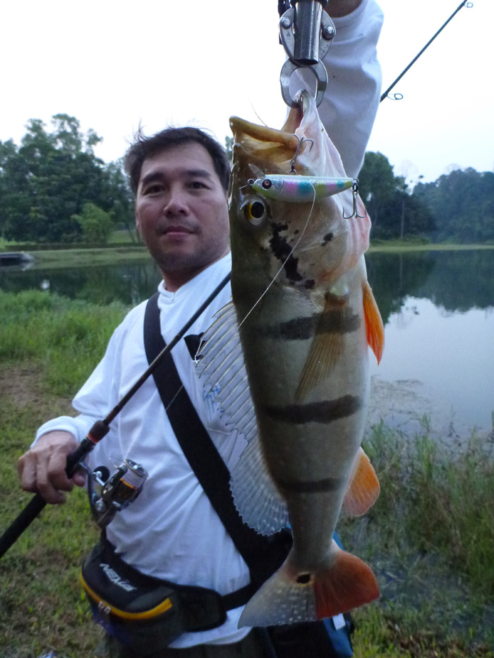 Peacock Bass fishing @ Singapore Formula-1 night race 2012