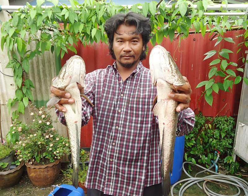 พี่หนุ่ม  [b]"จับปลา 2 มือ"[/b]  กับ ไอช่อน ไซด์โล   ครับผม !!!   :love: :love: :love: :cool: :coo