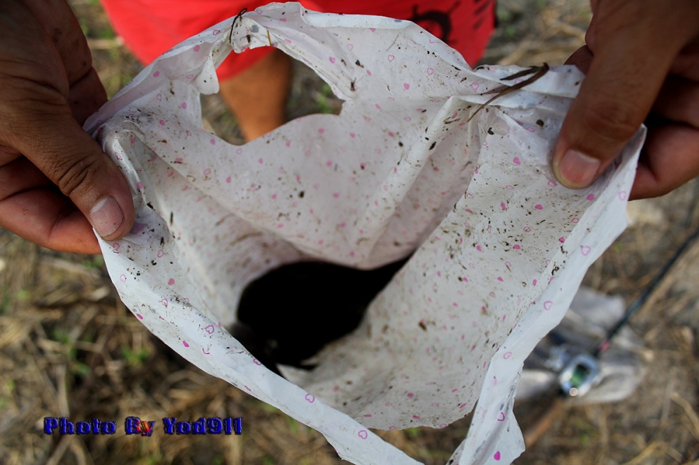 ผมตกปลามากิน 