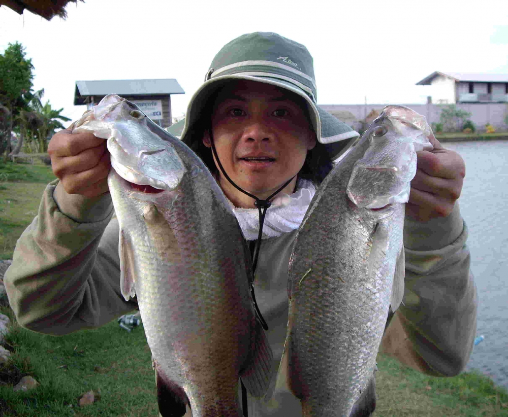 Barramundi Fishing Mai 2012 ตกปลากระพง