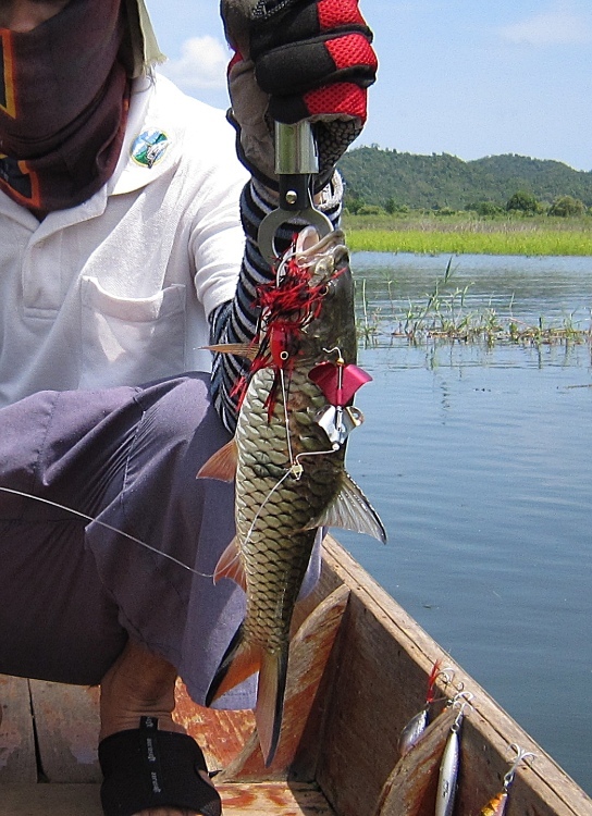 อูย......โดนเบ็ด 5/0 ปางตาย  :ohh: :ohh: :ohh:
