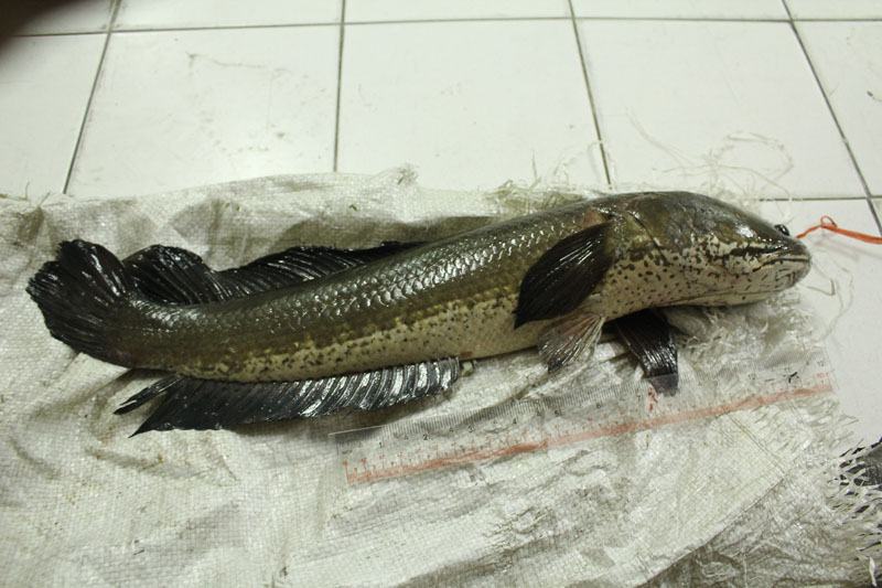 อีตานี่วัดดูยาว 53 CM. :grin: