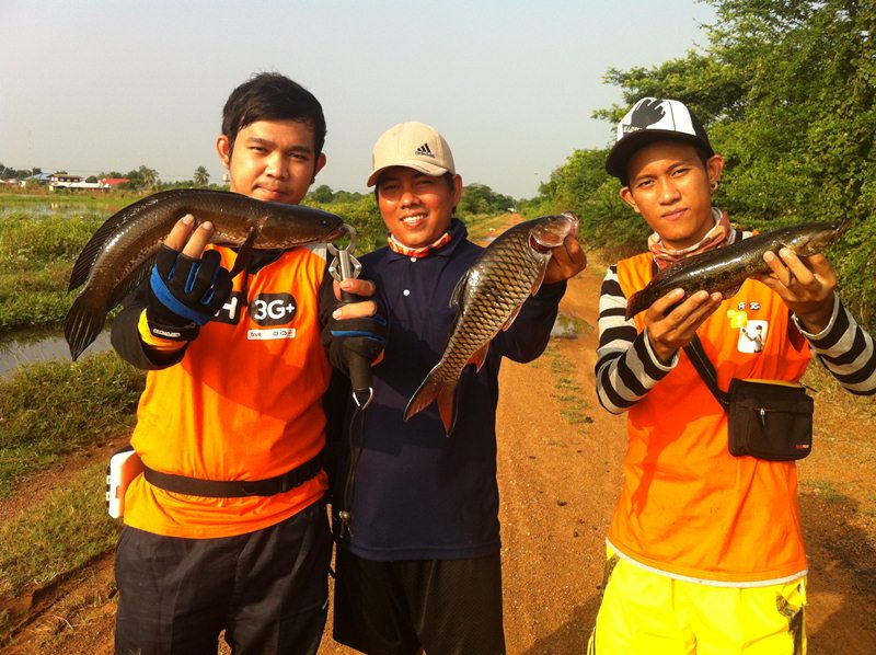  [center]ช่อน - กระสูบ - กระสง
เดี๋ยวนี้ในนาก็มีกระสูบแล้วนะครับ
[/center]
  :ohh: :ohh: :ohh: :o