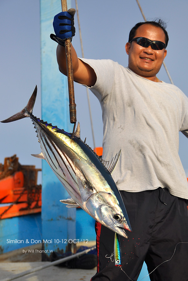 ขึ้น มาเป็น โอใหญ่ครับ โอแถบ,โอแตง หรือ Skipjack tuna (หลายๆคนมักเรียกผิด เรียก โอลาย Little tuna, k