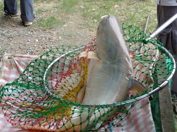 หลังจากนั้นไม่นานลุงชัยรีเจนซี่ เอาปลามาชั่งได้ 3.00 อีกตัวเล่นเอาพี่จะเอ๋แทบใจสลายหล่นไปในบ่อปลา
แ