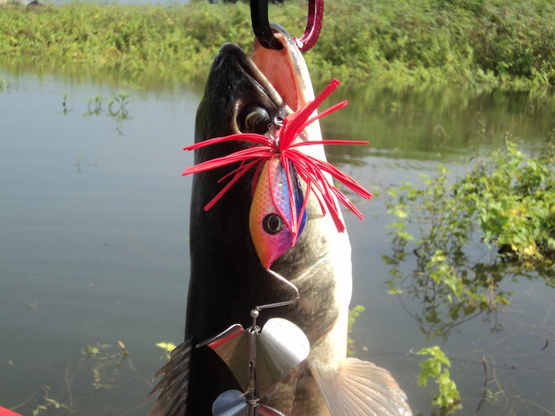 [b][center] ขอบขอบคุณ กบละมุล MDน้าเปิลแห่งทีม Indy Angler ที่ให้มาเทส ลุยป่าแหล่มสวดๆๆ ขอขอบคุณไว้ณ