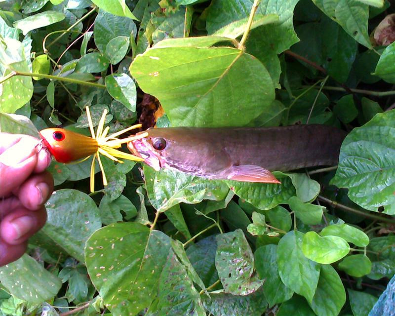 รุ่งเช้าวันใหม่ติดใจเลยไปอีกทีครับ ตีไปไม่กี่ไม้ก็ได้ตัวแรกครับ :smile: :grin: