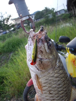 มาดูกัดชัดๆดิว่ากระสูบน้ำไหลที่นี่ชอบกัดเหยื่อ   Rapala Shallow Shad Rap เอง