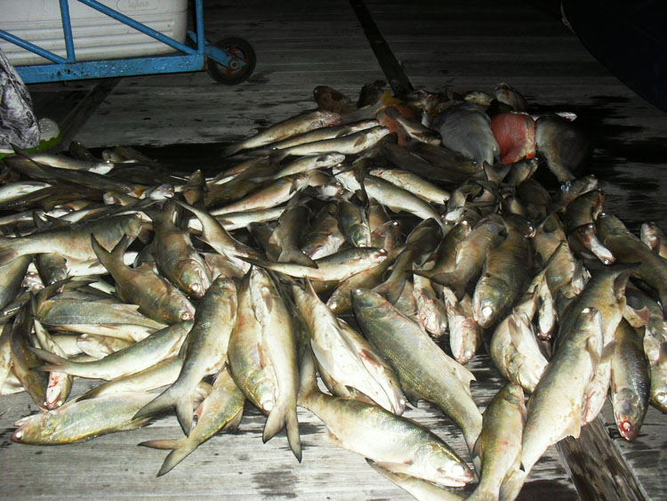 สรุปกันด้วยภาพปลารวมนะครับไปเช้าเย็นกลับได้ปลาขนาดนี้ผมว่าเยอะมากนะครับกุเราไม่ต่ำกว่า150ตัว ปลาอื่น