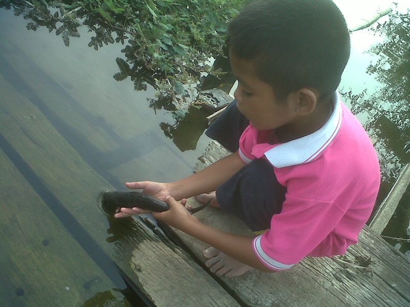 พาหลานชายมาด้วย เจ้าอ้าทคับ...จำไว้นะลูก ปลาตัวเล็ก เราได้ มันมา แค่ถ่ายรูปแล้วก็ปล่อยมันไปในคลองใหญ