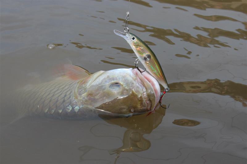 Clackin Minnow สีนี้เหมือนลูกปลาดีจัง :grin: