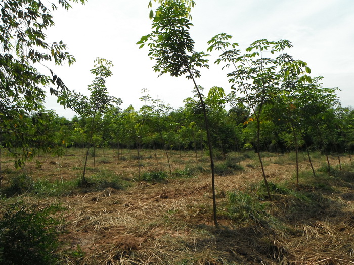 อนาคตคลังวัตถุดิบของเหยื่อยาง
 :laughing: :laughing: :laughing: