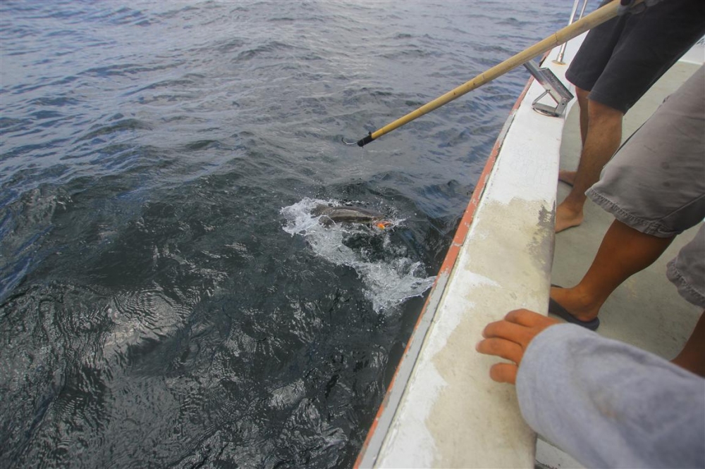 เห็นตัวแล้วครับ

boatman บอกว่า baby cobia หรือ ช่อนทะเลน้อย นั่นเอง

 :laughing: :laughing: