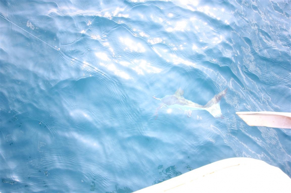 เห็นแล้ว ครับ Cobia นั่นเอง