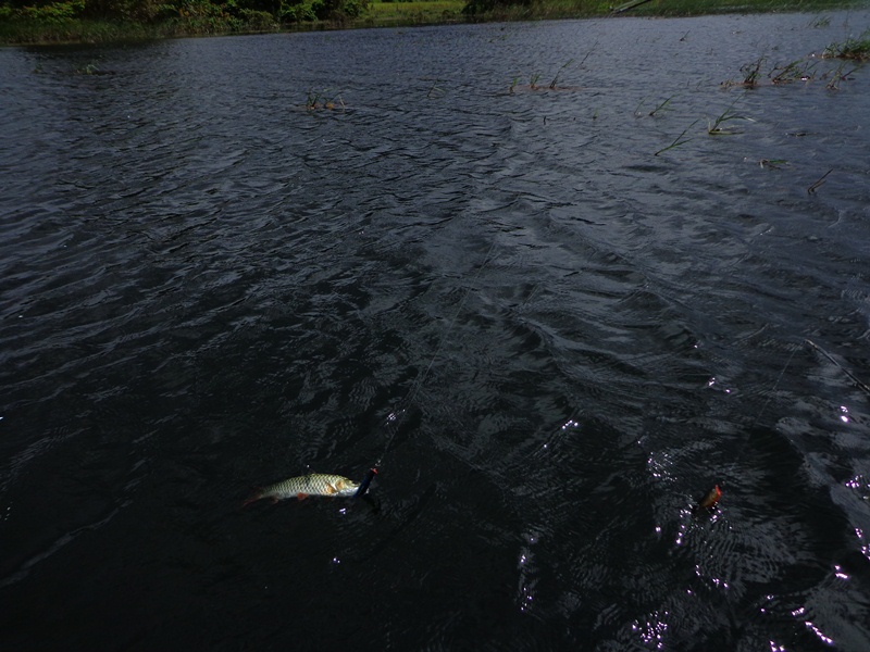 [q][i]อ้างถึง: fishing_777 posted: 24-10-2555, 21:20:05[/i]

น้าครับไม่ทราบว่าคันขวาสุด ในรูปที่เล