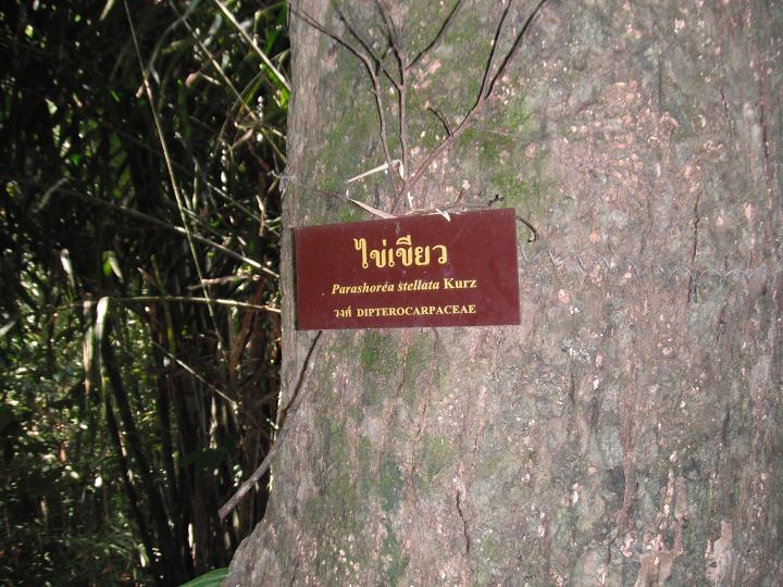 เดินมาเจอต้นนี้ครับ ตอนนี้สภาพเริ่มใกล้เหมือนแล้ว :laughing: :laughing: